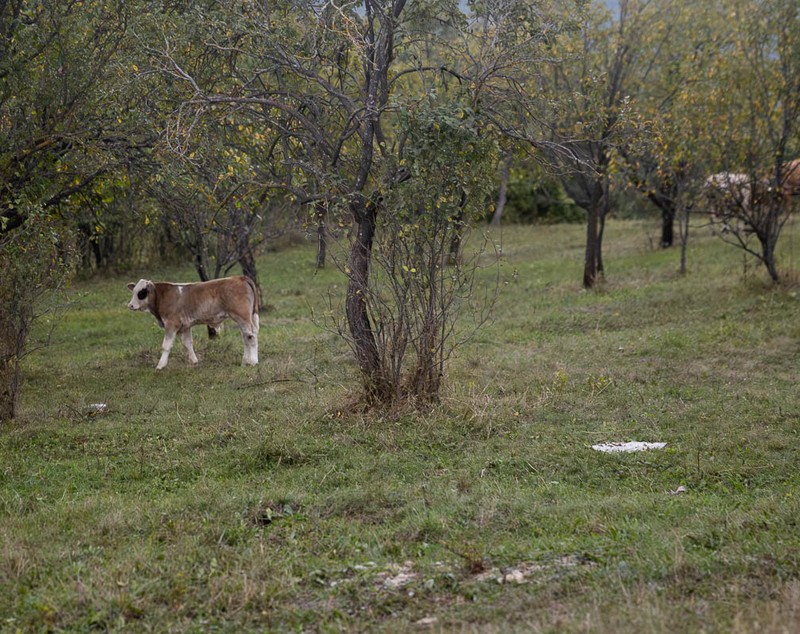 Unde se duc prunele din Coca-Antimirești, Buzău, când se coc: „La porci. Cerbii mănâncă de trosnesc. Vin urșii, mistreții. N-avem unde vinde”