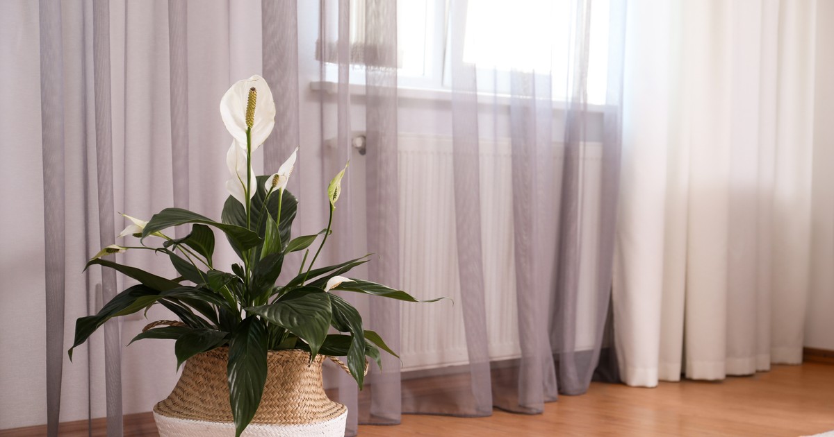 Crinul păcii (Spathiphyllum) - sfaturi de îngrijire