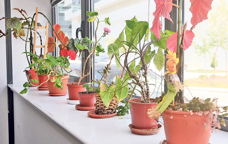 «Au plantat» microfoane în ghivecele cu flori!