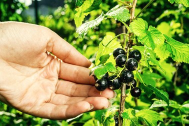 Plantare coacăze negre