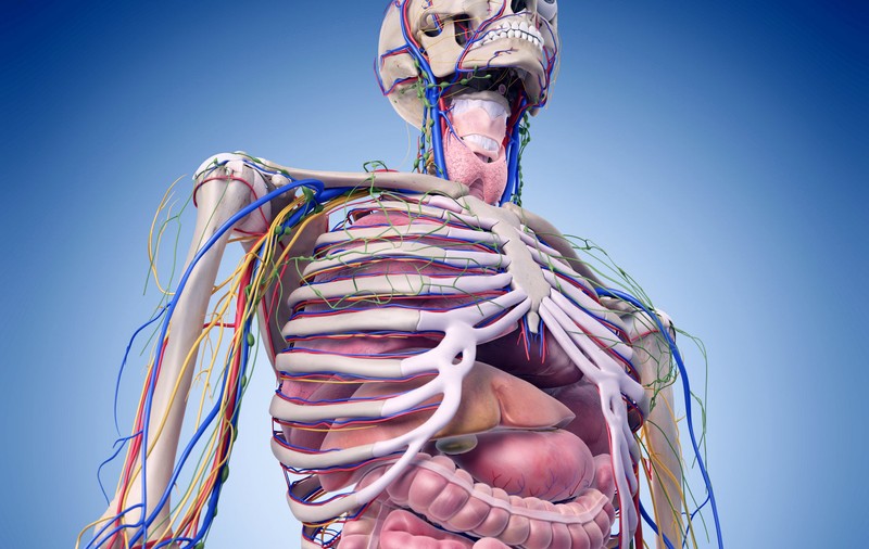 A fost descoperit un nou organ în corpul uman. Ar putea fi folosit pentru înțelegerea cancerului