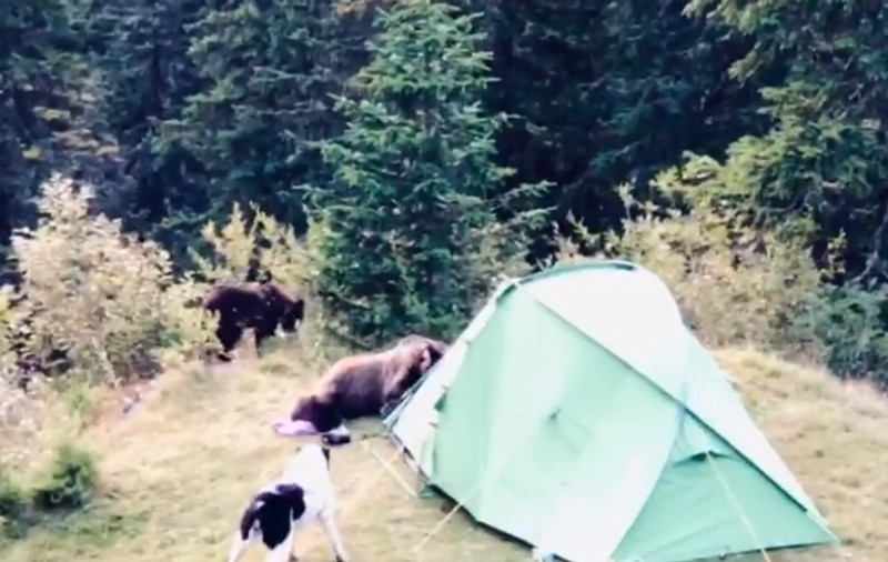 VIDEO | Atacul unei ursoaice cu pui asupra unor turiști campați în Bucegi. Cum au scăpat de fiara înfometată