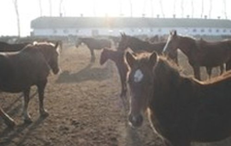 CHILIPIR! Caii PUR SÂNGE de la Herghelia Mangalia, vânduți LA PREȚ DE MÂRȚOAGĂ