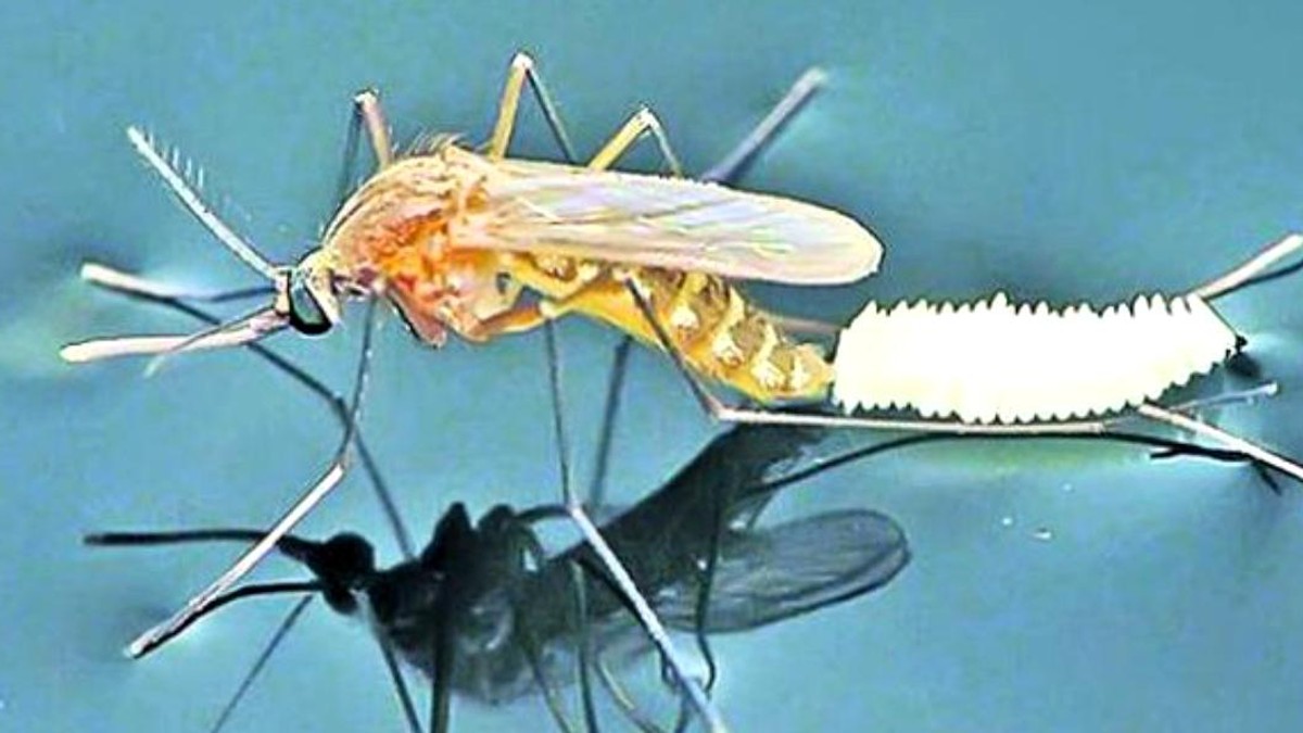 Virusul West Nile a fost confirmat la un pacient de 75 de ani, din Bacău