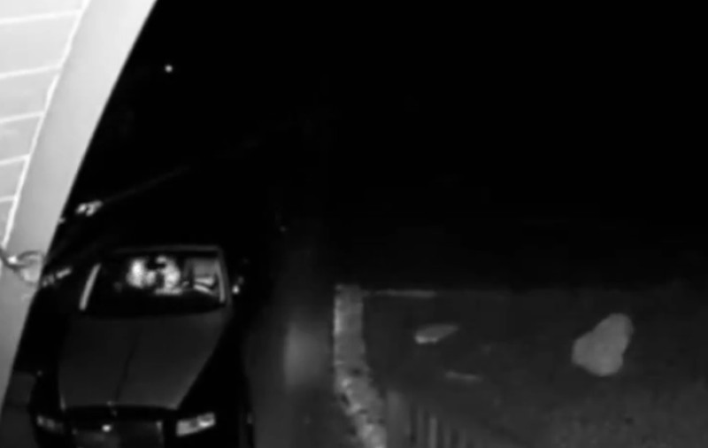 Escrocherie de peste 140.000 de dolari. Patru oameni au fost arestați, după ce s-ar fi deghizat în urși pentru a înșela firme de asigurări auto