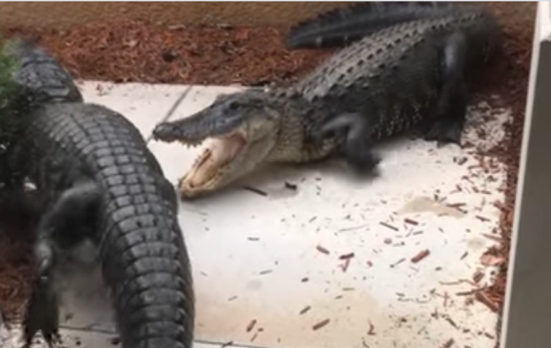 VIDEO | O femeie din Florida s-a trezit cu doi aligatori, care se luptau în fața casei sale