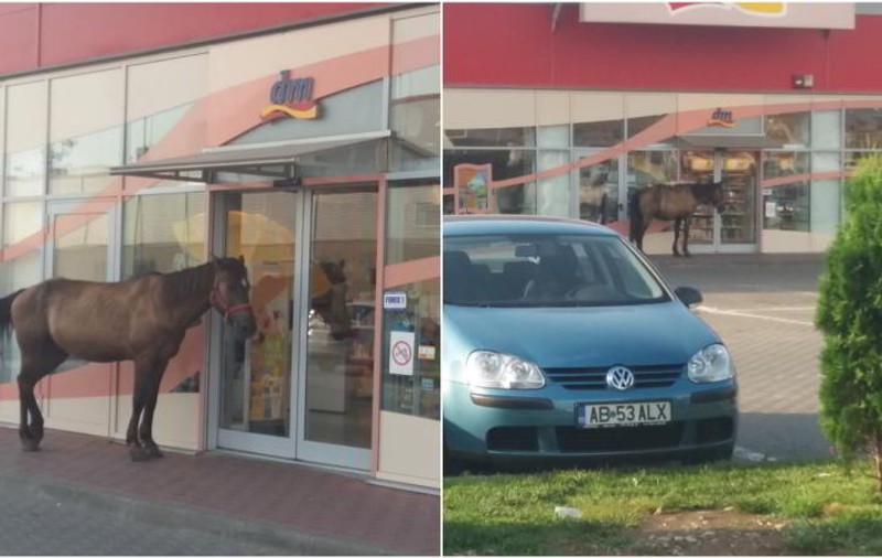 Un cal a fost primul „client” al unui magazin din Alba Iulia