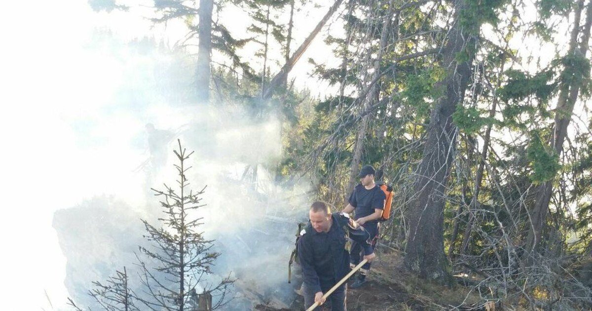 Incendiu izbucnit pe o plantație de conifere