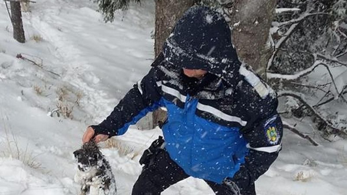 Căței îngropați în zăpadă, salvați de jandarmii montani