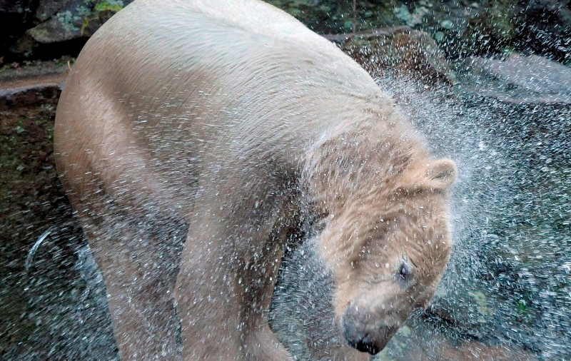 Atacată de un urs polar de la grădina zoologică