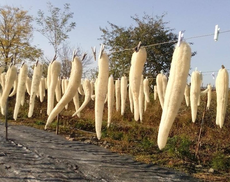 FOTO | O româncă și-a făcut o afacere inedită. Cultivă mii de bureți lufa