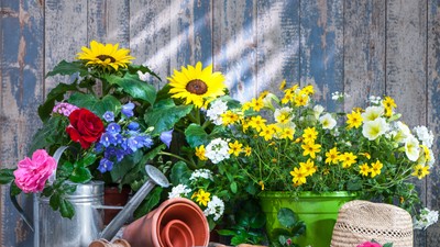 Flori de vară pentru gradina si apartament