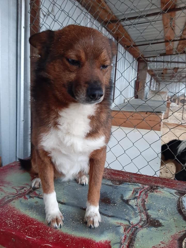 Ruben, în adăpostul din România