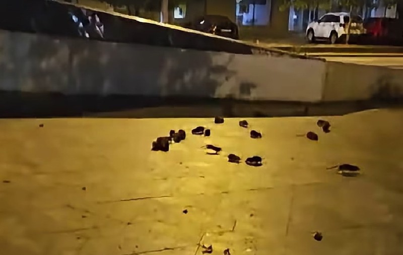 Șobolani pe un trotuar din București