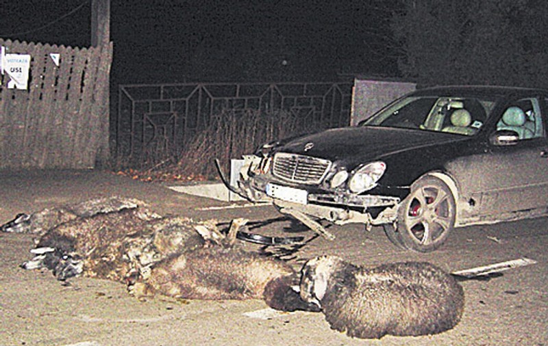 Spulberat pe şosea când încerca să-şi salveze oile