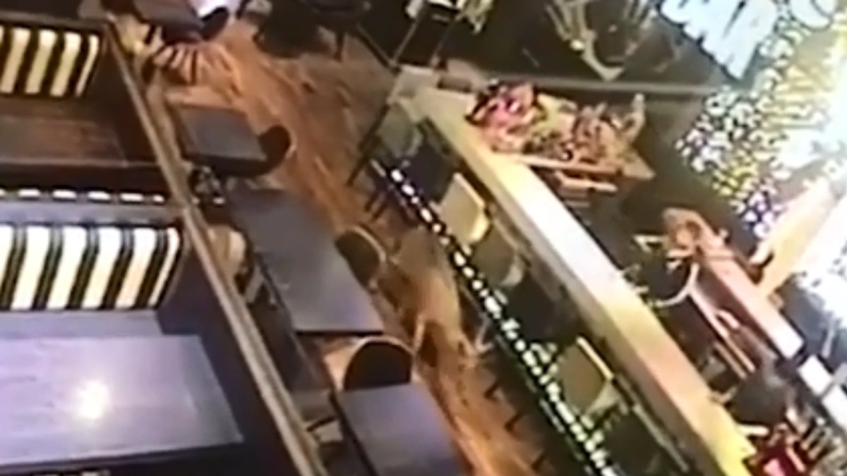 Surpriză totală pentru cei prezenți într-un bar la primele ore ale dimineții! Un "client" neobișnuit și-a făcut apariția | VIDEO
