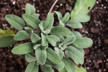 Planta de salvie