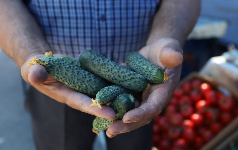 Castraveții românești sunt mai ieftini la supermarket decât la piață. Legumicultorii lasă marfa pe câmp, neculeasă, din cauza prețurilor prea mici