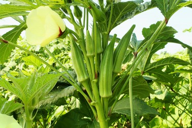 Planta de bame