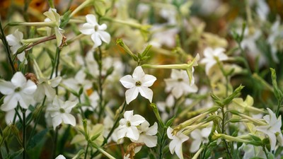 floare-de-regina-noptii