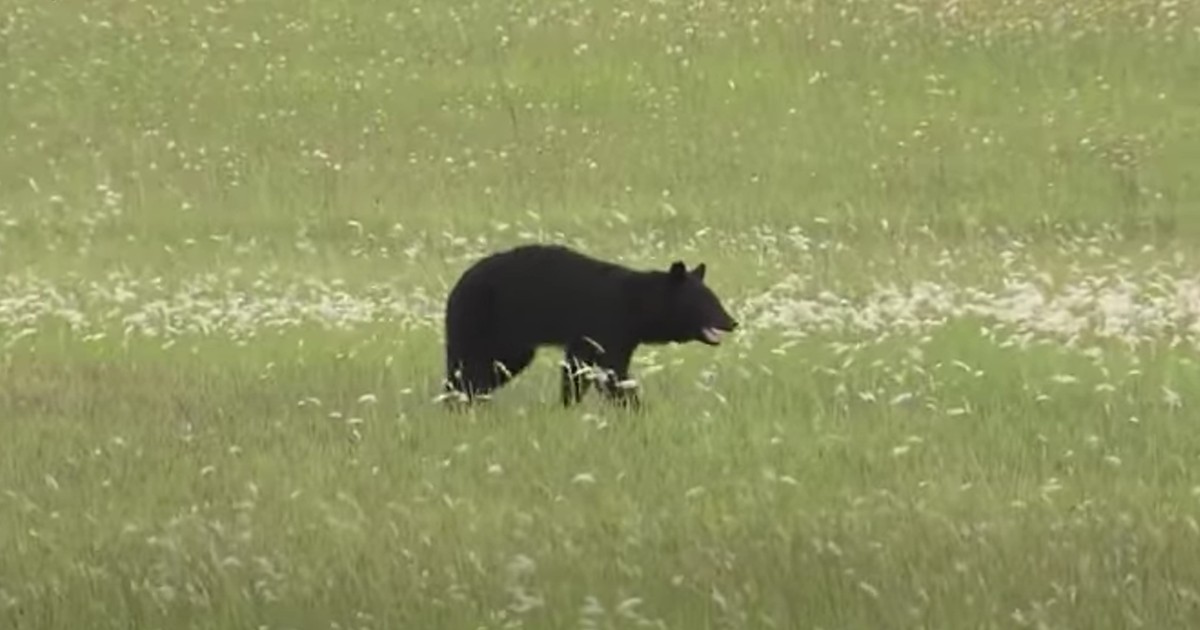 Un urs a apărut pe pista unui aeroport japonez. Foto Captură video