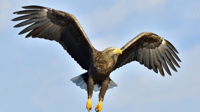 97546619_m_normal_none