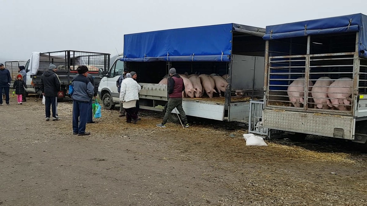 târgul de animale de la Călugăreni