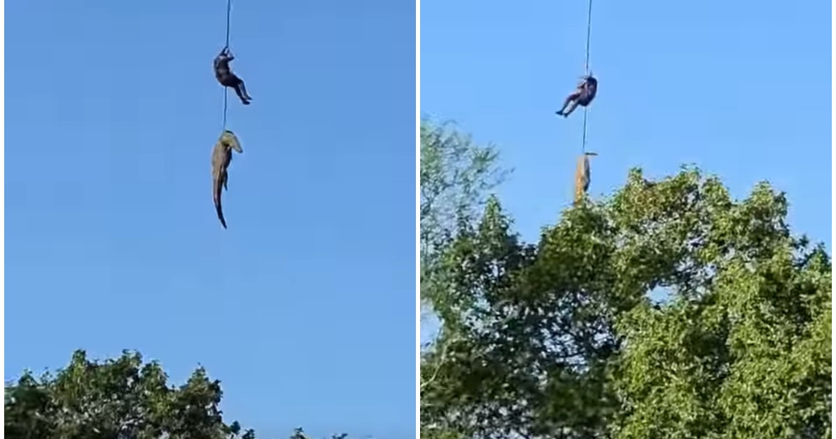 Un bărbat care este ridicat cu un crocodil de un elicopter