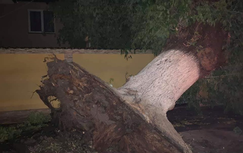 FOTO | Vreme extremă în sudul României, miercuri noapte! Copaci smulși din rădăcini, în Corabia