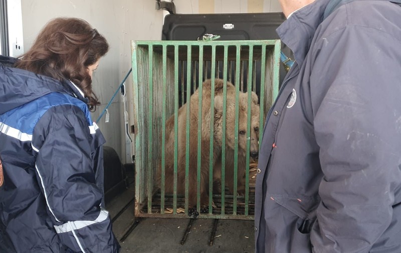 Ursoaica Masha, salvată din calea războiului. Mai multe animale de la grădini zoo din Ucraina și-au găsit refugiul în România