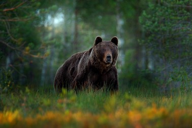 Urs brun. Imagine ilustrativă. Foto Shutterstock