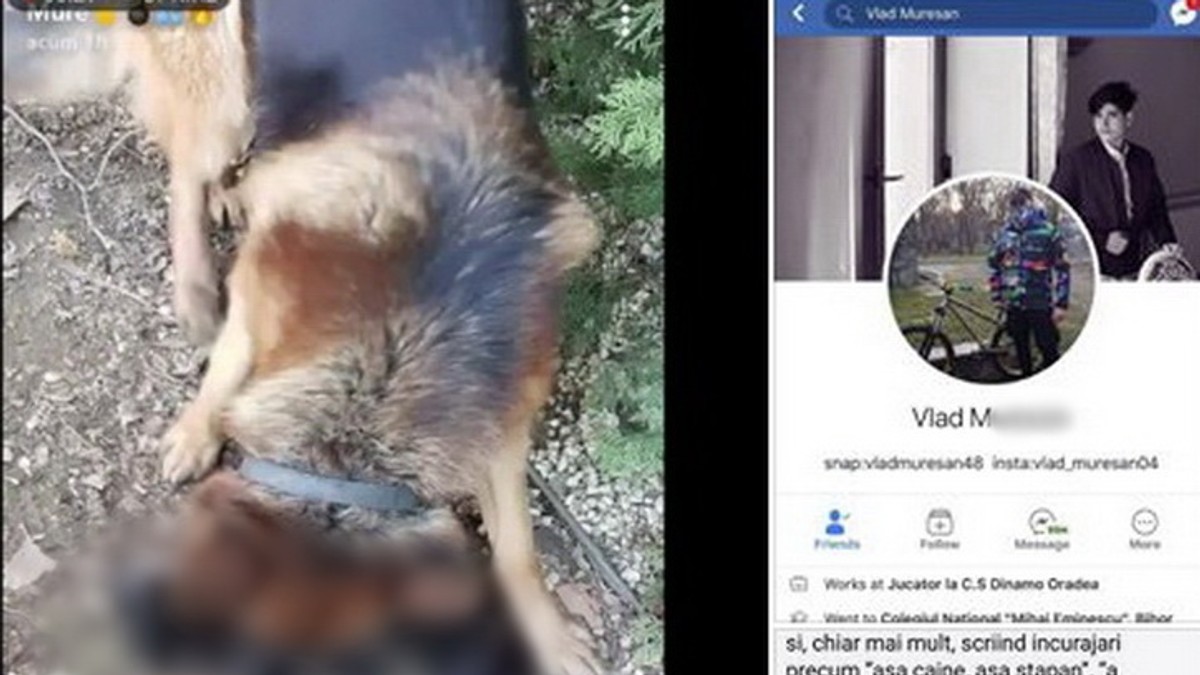 Un adolescent orădean și-a asmuțit câinele pe o pisică și a postat imaginile șocante!