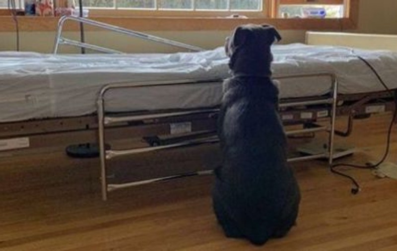 Un câine labrador și-a așteptat stăpânul decedat lângă patul de spital. Povestea lui a impresionat pe toată lumea