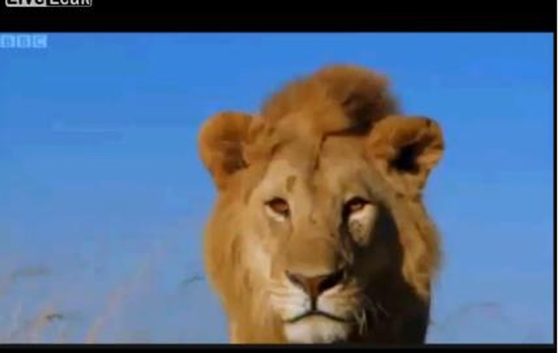Vulturul versus Regele Junglei! Vezi cea mai teribilă înfruntare! VIDEO