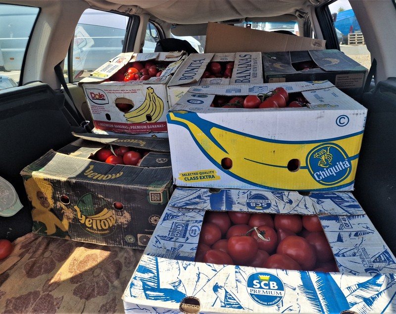 REPORTAJ. Apocalipsa roșiilor. Cultivatorii dintr-o localitate renumită pentru calitatea legumelor au ajuns să le vândă pe nimic sau să le arunce la gunoi: „Anul ăsta ne-a frânt de tot!”