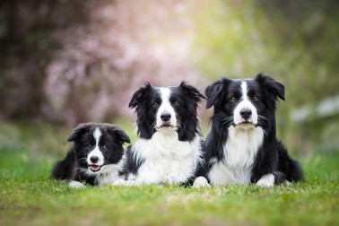 Rase de câini utilitari - Border- collie