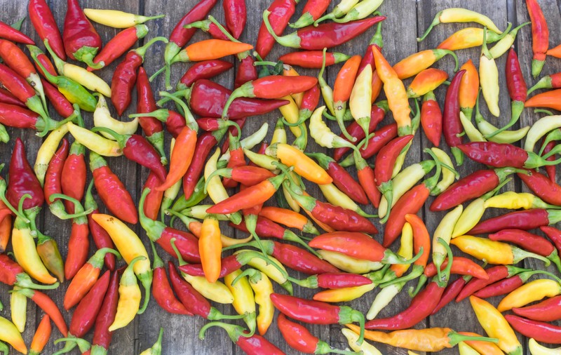 Ardei chilli. Cum să îi cultivi și îngrijești acasă