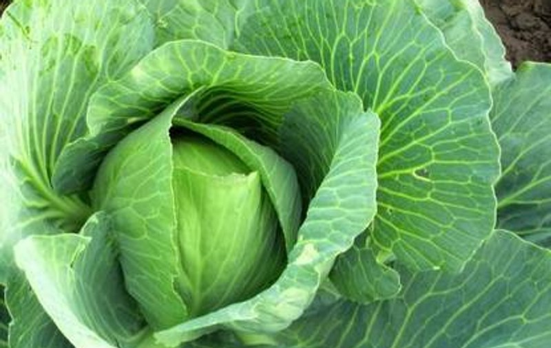 Şase legume care te feresc de cancer 