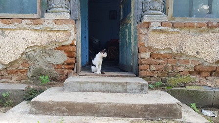 Una dintre pisicile lui Gheorghe supraveghează curtea