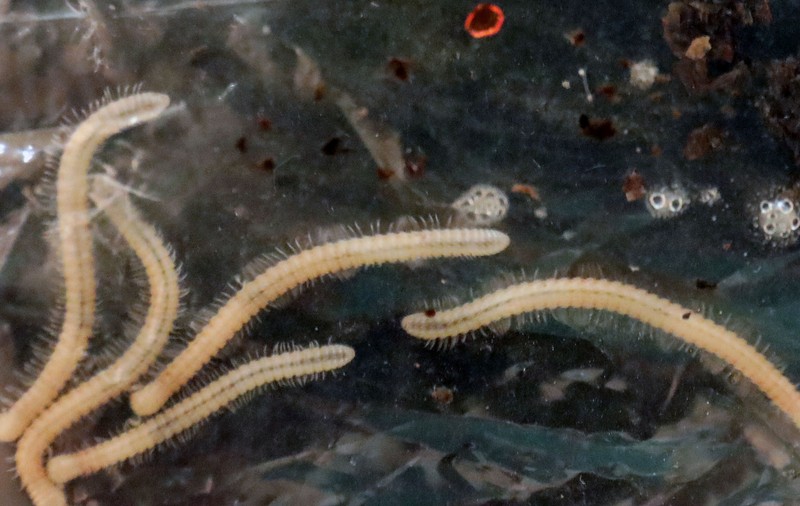 Această creatură are 1.306 picioare. Descoperirea neobișnuită, făcută de cercetători într-o regiune din Australia