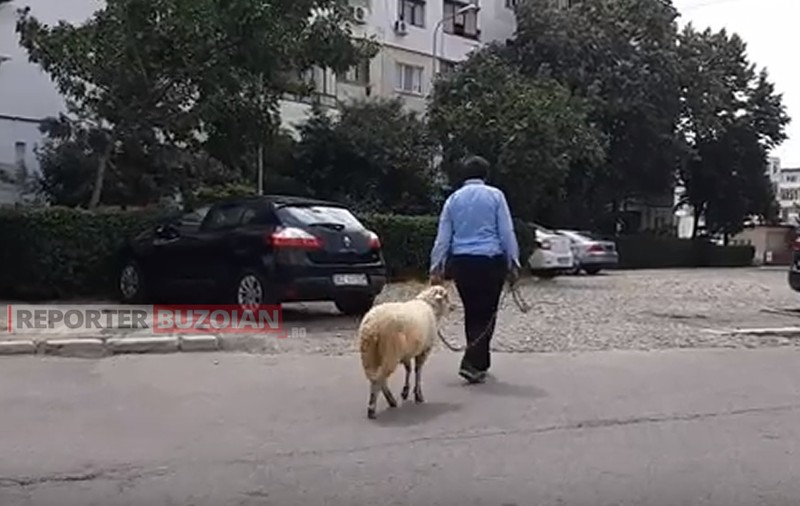 Imagini incredibile în Buzău! Un bărbat se plimbă cu berbecul în lanț. „Unii ies cu câinele, eu ies cu berbecul” / VIDEO