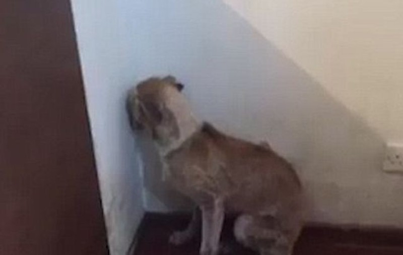 Imagini şocante cu un căţel traumatizat. A fost atât de bătut, încât are o reacţie incredibilă când e strigat de veterinar | VIDEO