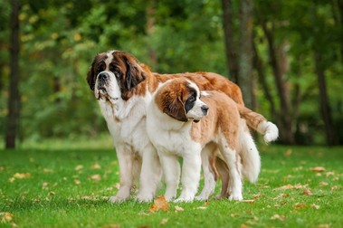 Saint Bernard