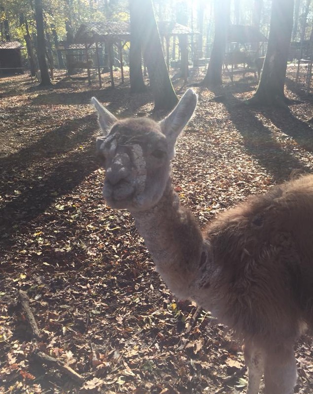 FOTO&VIDEO| Animale bolnave la Grădina Zoologică din Timișoara. O femeie vrea să facă plângere la DSV