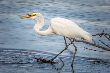 Egreta mare- păsări din Delta Dunării