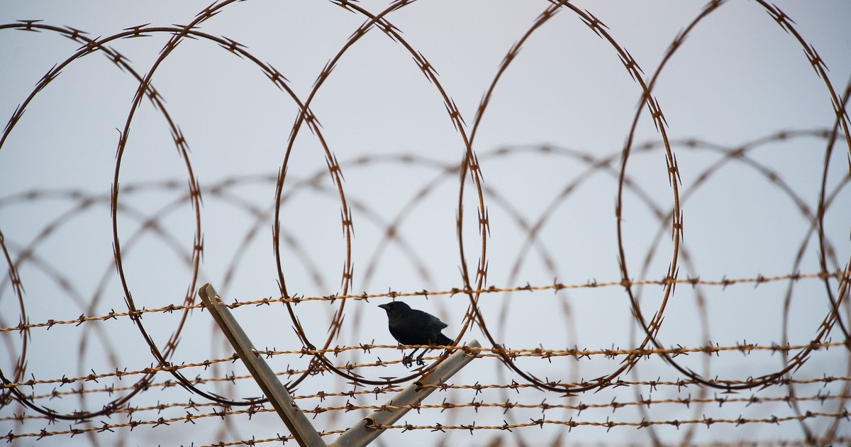 Imagine de la Guantanamo Bay. O pasăre poposește pe o sârmă ghimpată.