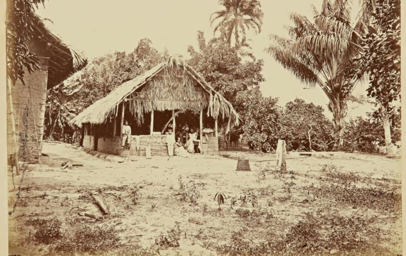 Cum arăta pădurea amazoniană în urmă cu 150 de ani. Fotografii rare, scoase la licitație