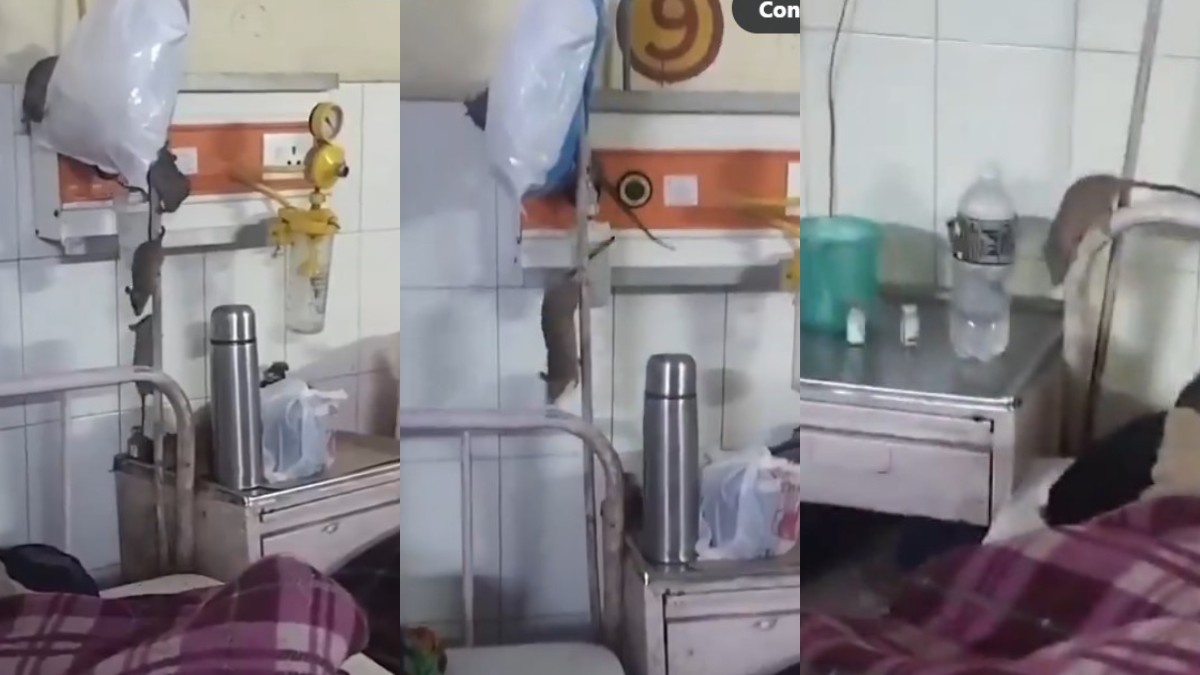 Un colaj format din trei fotografii in care se vad șobolani cum aleargă pe marginea patului de spital