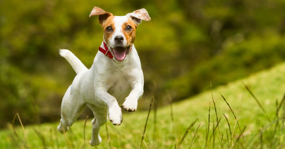 horoscopul canin