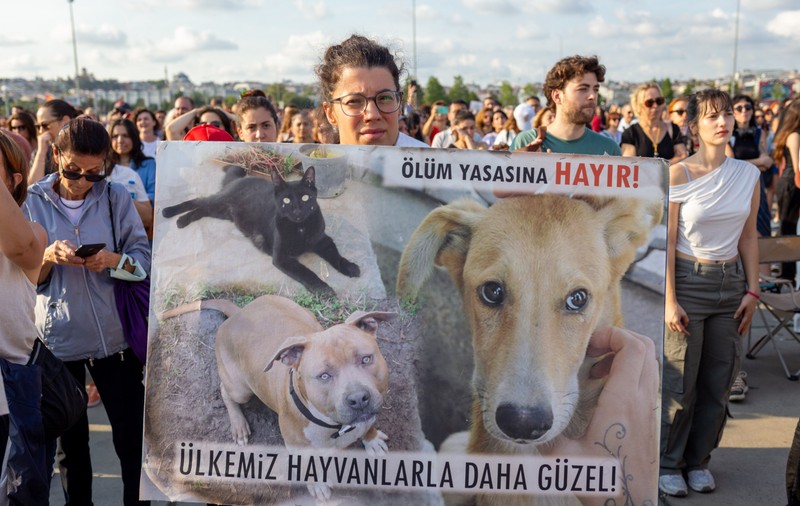 „Luați-vă mâinile de pe animalele noastre”. Revoltă în Turcia, după ce legea „masacrului” câinilor maidanezi a intrat în vigoare